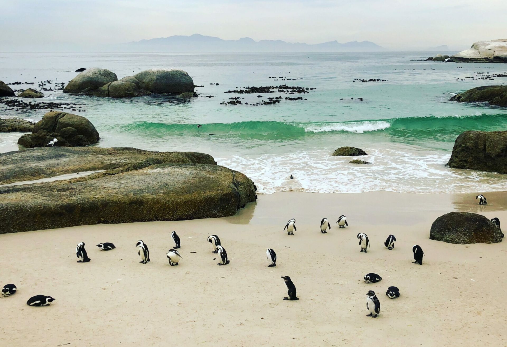 cape-town-boulders-beach-penguine-colony
