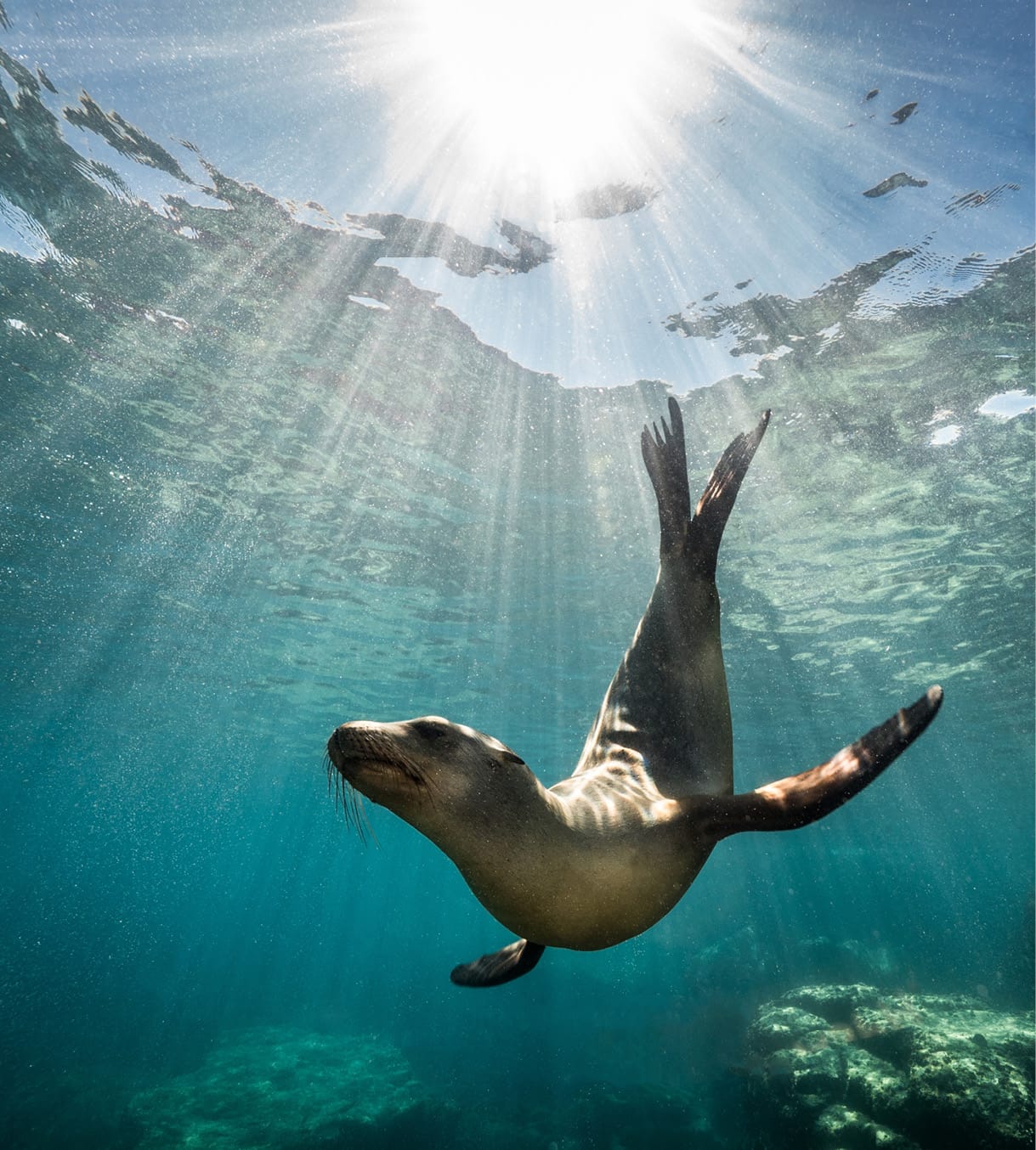 cape-town-snorkelling-with-seals